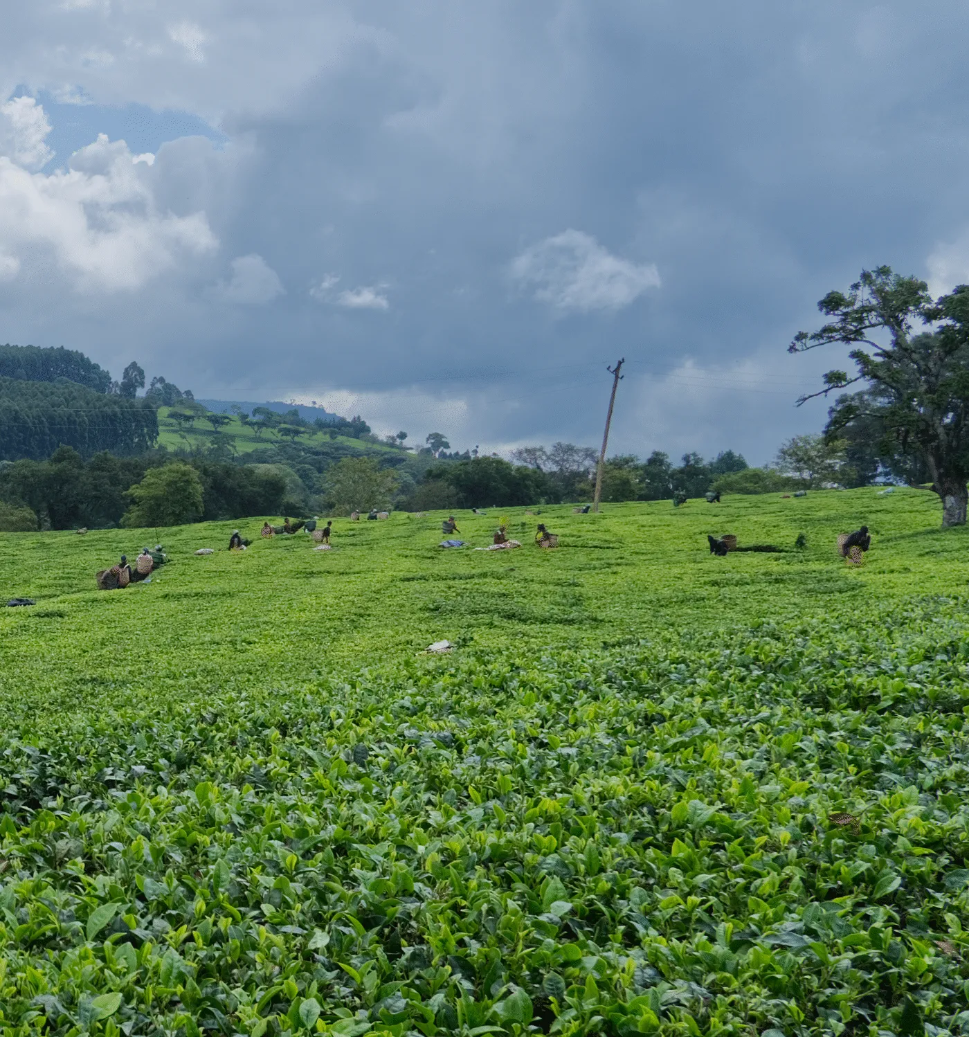 Scaling trusted SMS services to thousands of smallholder farmers feature image 2
